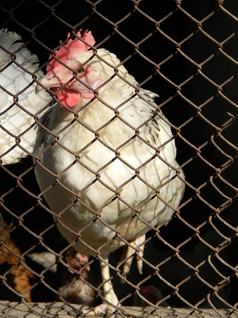 欧战决赛传 欧战决赛传